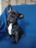 Photo №4. I will sell french bulldog in the city of Nikopol. breeder - price - 500$