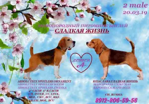 Photo №3. Beagle puppy. Russian Federation