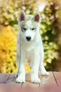 Photo №2 to announcement № 2563 for the sale of siberian husky - buy in Russian Federation from nursery