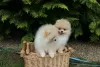 Additional photos: Cute Pomeranian Puppies