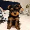 Photo №1. yorkshire terrier - for sale in the city of Erzelj | 532$ | Announcement № 13752