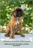 Additional photos: Club German Boxer puppies