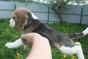 Additional photos: Beagle puppies from the champion, installments, delivery, kennel "Dogstyle