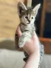 Photo №2 to announcement № 10409 for the sale of savannah cat - buy in Russian Federation private announcement