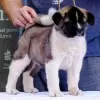 Photo №1. american akita - for sale in the city of Belgrade | negotiated | Announcement № 113588