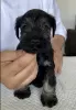 Additional photos: miniature schnauzer