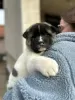 Additional photos: American Akita puppies