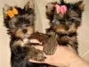 Photo №1. yorkshire terrier - for sale in the city of Мадрид | 317$ | Announcement № 122753