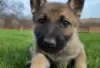 Photo №2 to announcement № 129156 for the sale of german shepherd - buy in Finland breeder