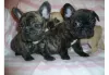 Photo №1. french bulldog - for sale in the city of Jork | Is free | Announcement № 130217