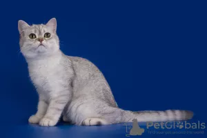 Additional photos: Scottish Fold Silver Chinchilla