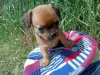 Photo №3. Chihuahuas are super babies!. Ukraine