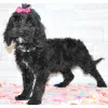 Photo №3. Black Labradoodle available. United States