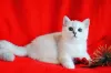 Photo №1. british shorthair - for sale in the city of Nikolaev | 1000$ | Announcement № 8327