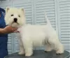 Photo №2 to announcement № 68882 for the sale of west highland white terrier - buy in Russian Federation private announcement, from nursery, breeder