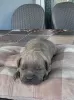 Photo №4. I will sell cane corso in the city of Kragujevac.  - price - negotiated