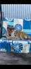 Photo №3. Shiba Inu puppies. Russian Federation