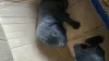 Photo №2 to announcement № 110552 for the sale of cane corso - buy in Uzbekistan private announcement