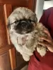 Photo №2 to announcement № 126468 for the sale of pekingese - buy in Germany private announcement