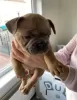 Additional photos: French bulldog puppies for sale