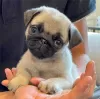 Photo №1. pug - for sale in the city of Perth | 400$ | Announcement № 80051