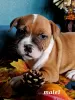 Additional photos: Staffie puppies