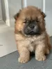 Photo №2 to announcement № 32016 for the sale of chow chow - buy in Germany private announcement