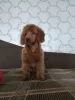 Additional photos: Selling miniature poodle red brown