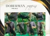 Photo №2 to announcement № 112496 for the sale of dobermann - buy in Serbia breeder