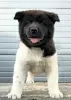 Additional photos: American Akita, puppies with excellent characteristics