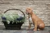 Additional photos: American Bully