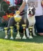 Additional photos: American staffordshire terrier