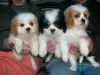 Photo №2 to announcement № 64988 for the sale of cavalier king charles spaniel - buy in Estonia breeder