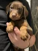 Additional photos: Cute Dobermann Puppies