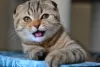 Photo №3. Scottish fold. Belarus