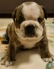 Additional photos: English bulldog boy