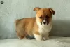 Photo №1. welsh corgi - for sale in the city of Cholargos | 296$ | Announcement № 63543