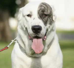 Additional photos: Central Asian Shepherd Puppy White Boy