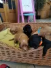 Additional photos: Beautiful Kc Reg Working Cocker Spaniel Puppies