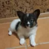 Photo №4. I will sell papillon dog in the city of Berlin. private announcement, from nursery, breeder - price - 828$