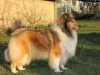 Additional photos: Rough Collie puppies