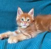 Photo №4. I will sell maine coon in the city of Geneva. private announcement - price - 423$