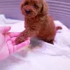 Additional photos: Rkf mini toy poodle puppies