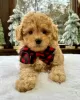 Photo №2 to announcement № 123239 for the sale of labradoodle - buy in United Kingdom private announcement