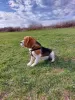 Additional photos: beagle