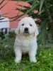 Additional photos: Golden retriever puppies