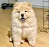 Photo №1. chow chow - for sale in the city of Paris | negotiated | Announcement № 98325