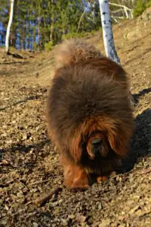 Additional photos: Tibetan Mastiff Puppies