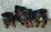 Photo №2 to announcement № 107479 for the sale of german shepherd - buy in Serbia breeder