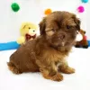 Photo №1. shih tzu - for sale in the city of Richmond | 350$ | Announcement № 42828